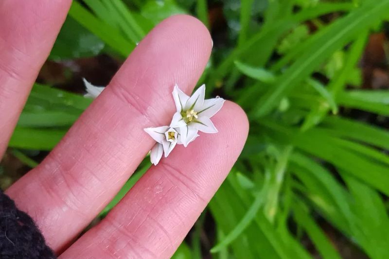fingers with white flower found on a foraging walk. Green grass behind the hand and flower