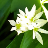 Wild garlic in spring Benefits of foraging walks